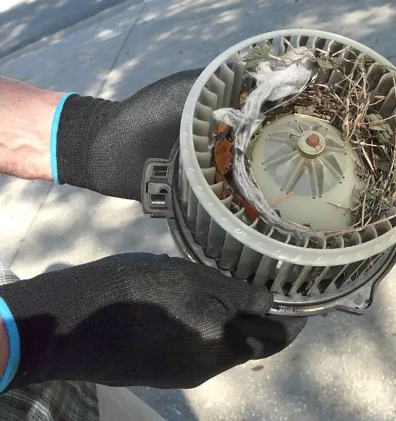 About Air Duct Mice Removal in Belton, TX